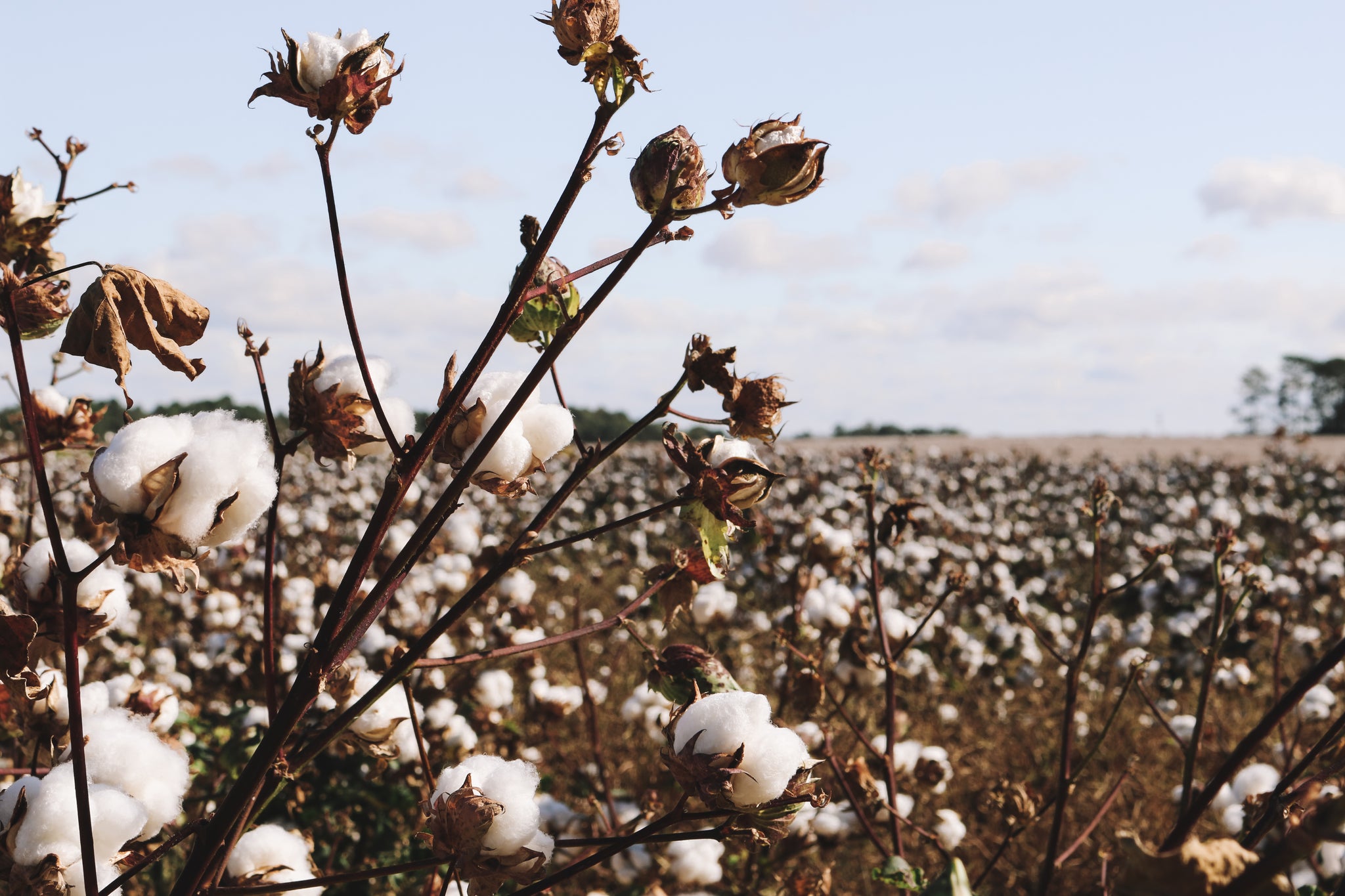 Is Organic Cotton Really Better Than Conventional Cotton?